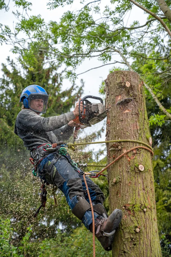 A Tree Surgeon or Arborist using a chainsaw to cut down a tree stump.
